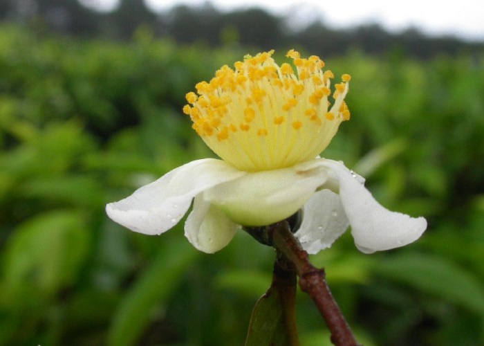 folhas de camellia sinensis para que serve emagrece onde encontrar beneficios mudas em capsulas cha preto
